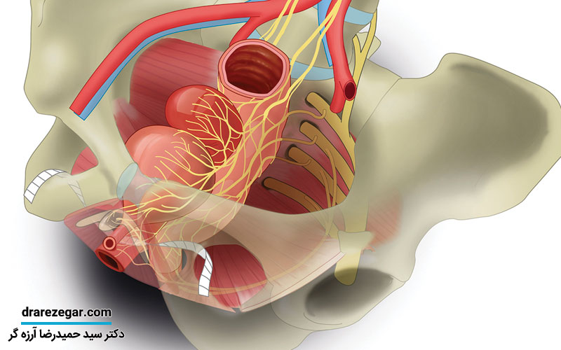 نوار مثانه چگونه انجام می شود