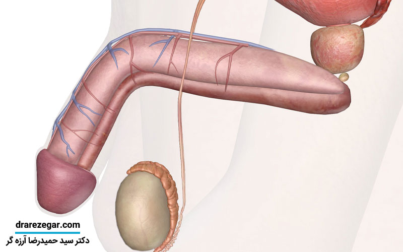 روش های تقویت بیضه مرد
