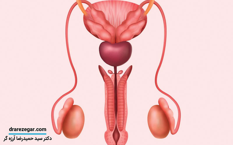 روش های تقویت بیضه مرد