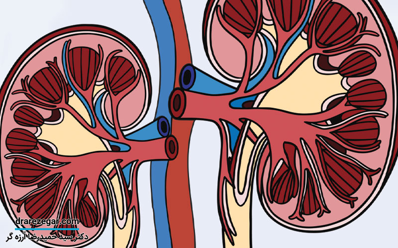 ازوتومی چیست