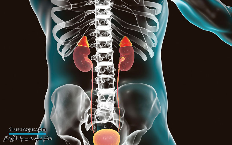 غدد فوق کلیوی یا غده های آدرنال