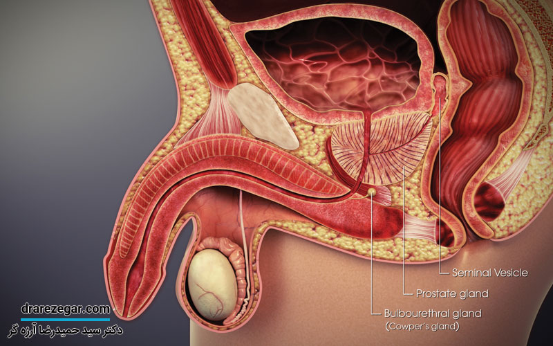انواع بیماری های پروستات
