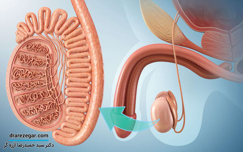 پیچ خوردگی بیضه ها