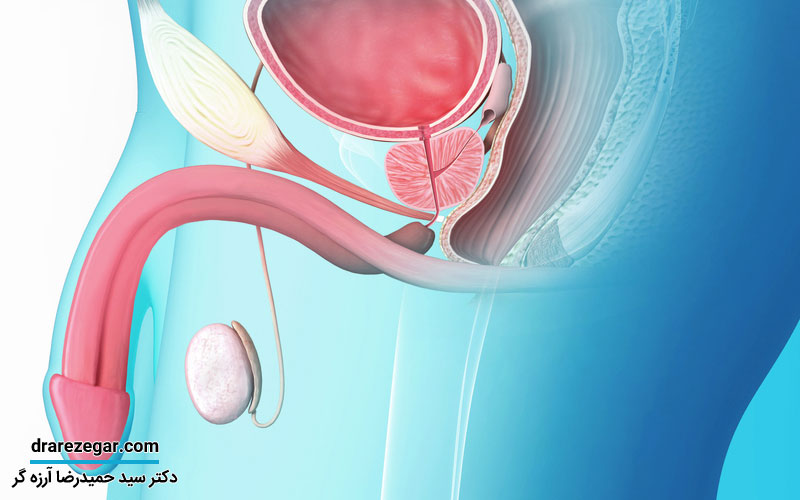چه زمانی افتادگی بیضه طبیعی است