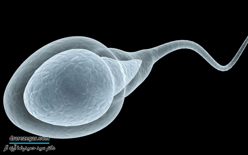 تاثیر سن بر باروری مردان